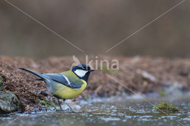 Great Tit (Parus major)
