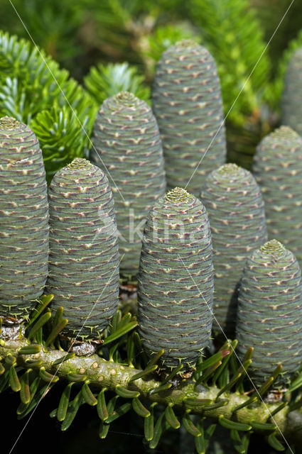 Koreaanse Zilverspar (Abies koreana)