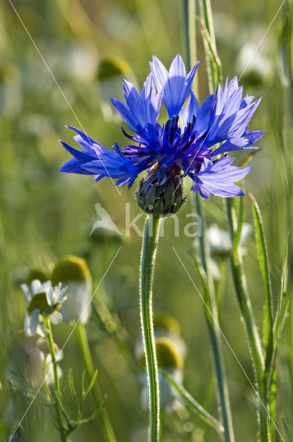 Cornflower (Centaurea cyanus)