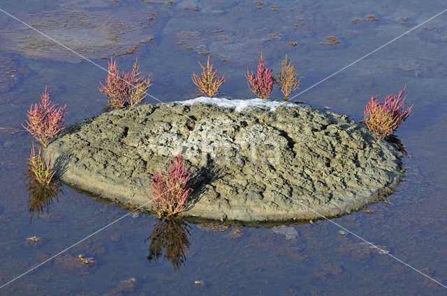 Kortarige zeekraal (Salicornia europaea)