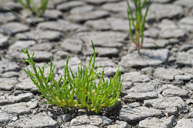 Kortarige zeekraal (Salicornia europaea)