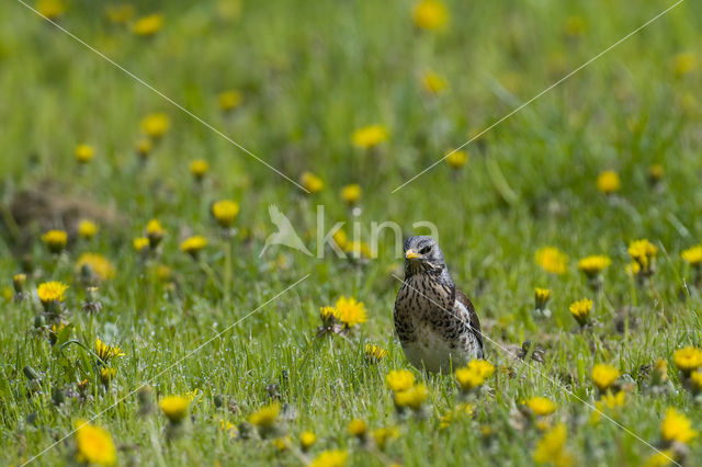 Kramsvogel (Turdus pilaris)