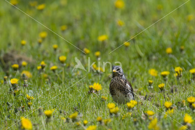 Fieldfare (Turdus pilaris)