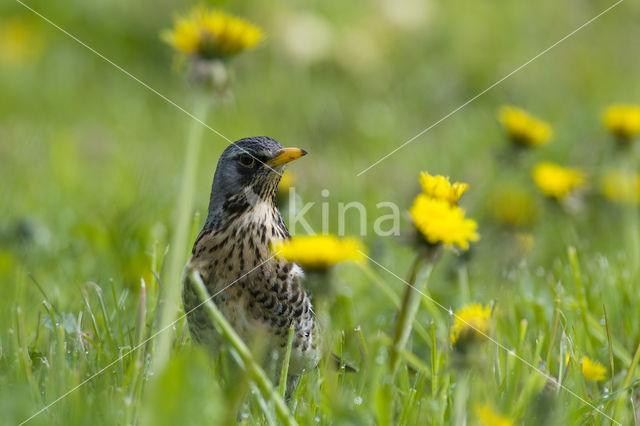 Fieldfare (Turdus pilaris)