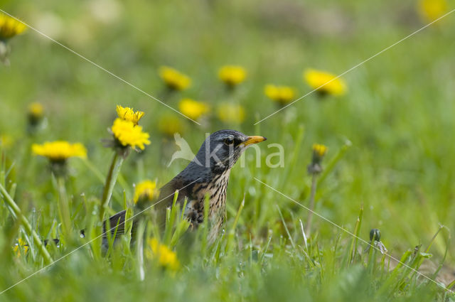 Fieldfare (Turdus pilaris)