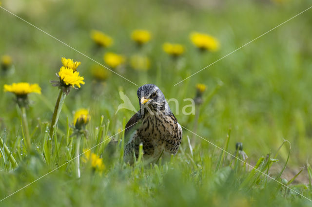 Fieldfare (Turdus pilaris)