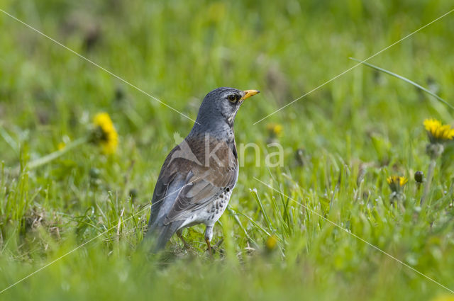 Fieldfare (Turdus pilaris)