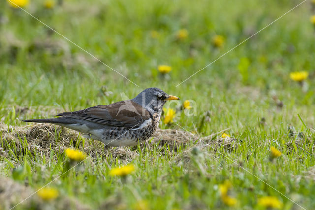 Fieldfare (Turdus pilaris)