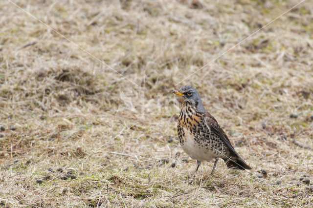 Fieldfare (Turdus pilaris)