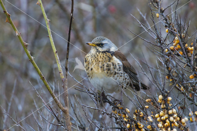 Fieldfare (Turdus pilaris)