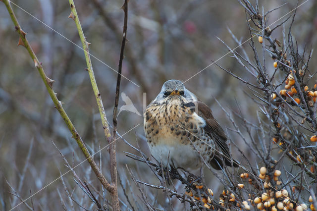 Fieldfare (Turdus pilaris)