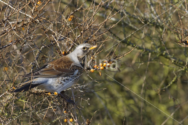 Fieldfare (Turdus pilaris)