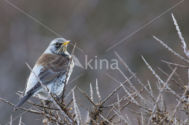 Fieldfare (Turdus pilaris)