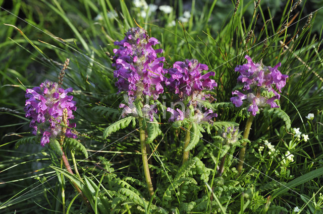 Kranskartelblad (Pedicularis verticillata)