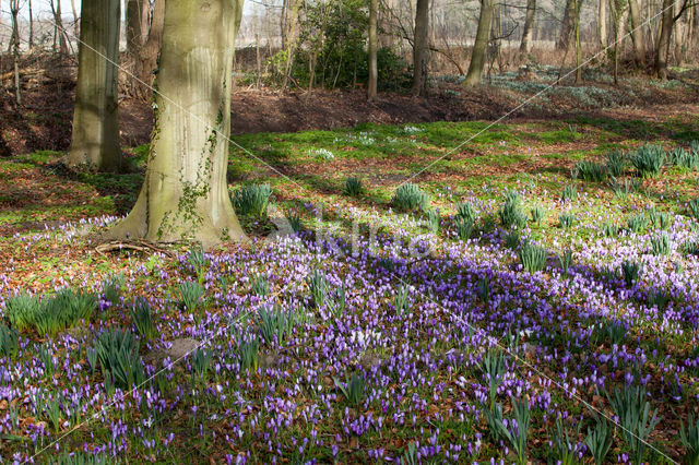 Krokus (Crocus spec.)