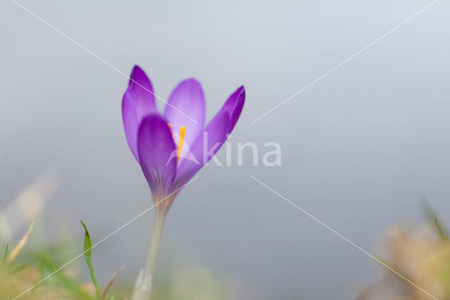 Krokus (Crocus spec.)