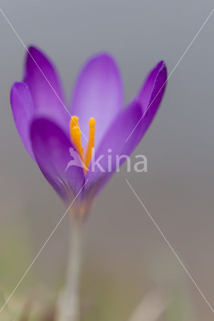 Krokus (Crocus spec.)