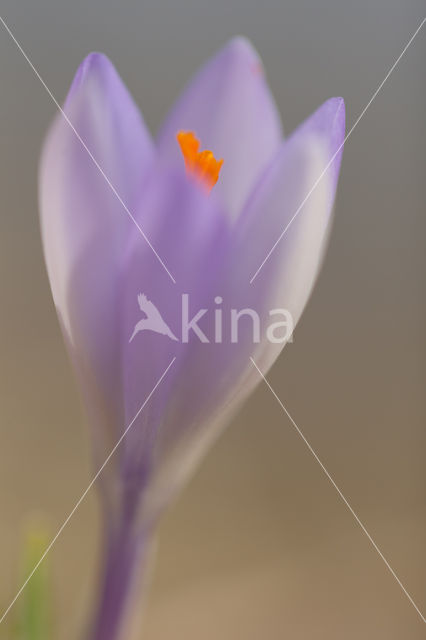 Krokus (Crocus spec.)