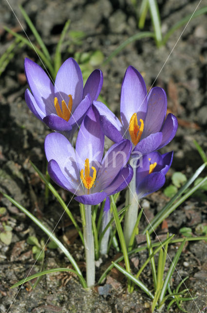 Crocus (Crocus spec.)