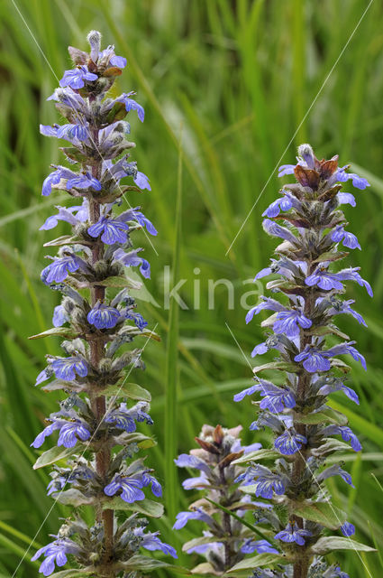 Bugle (Ajuga reptans)