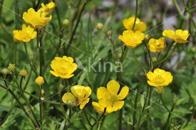 Kruipende boterbloem (Ranunculus repens)