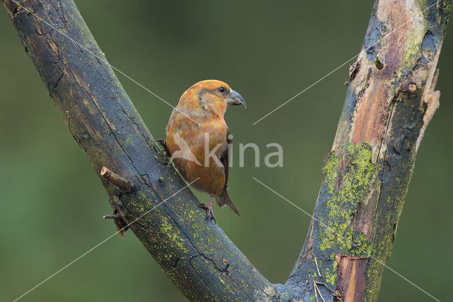 Red Crossbill (Loxia curvirostra)