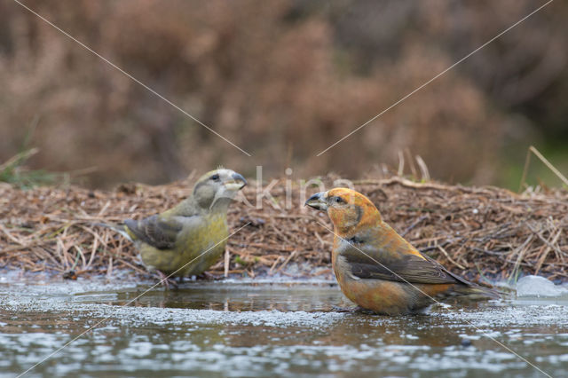 Red Crossbill (Loxia curvirostra)