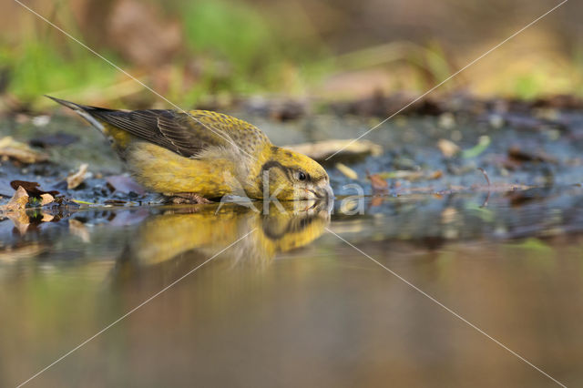 Red Crossbill (Loxia curvirostra)