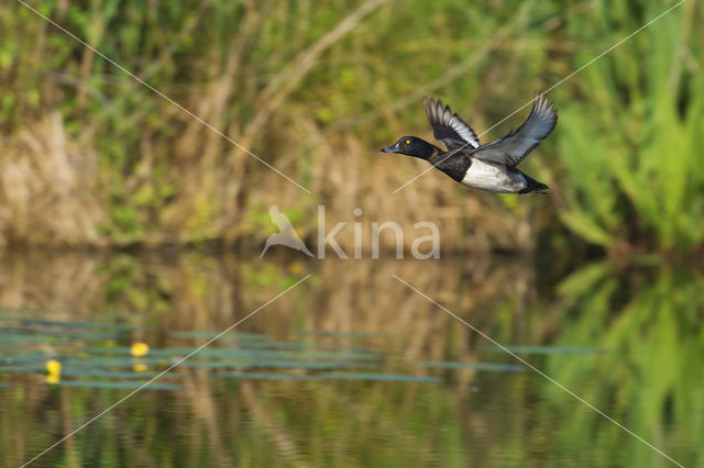 Tufted Duck (Aythya fuligula)