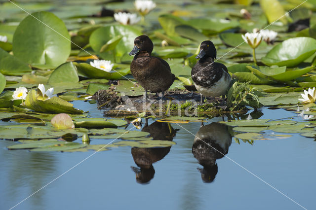 Tufted Duck (Aythya fuligula)