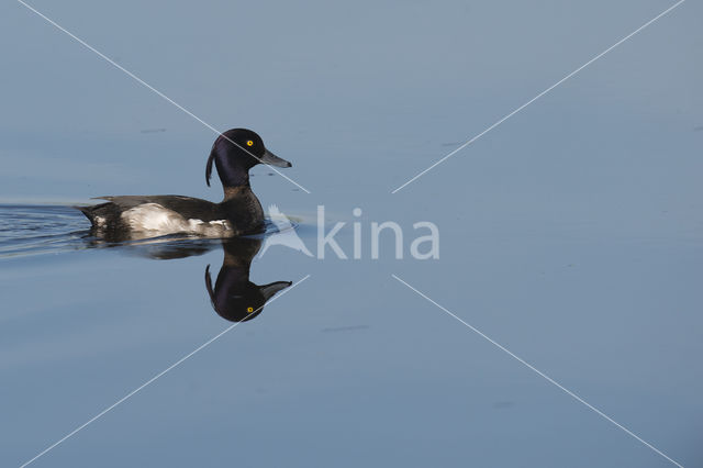 Tufted Duck (Aythya fuligula)