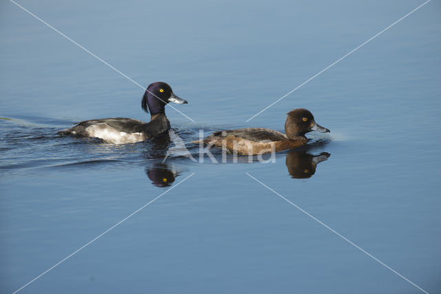 Tufted Duck (Aythya fuligula)