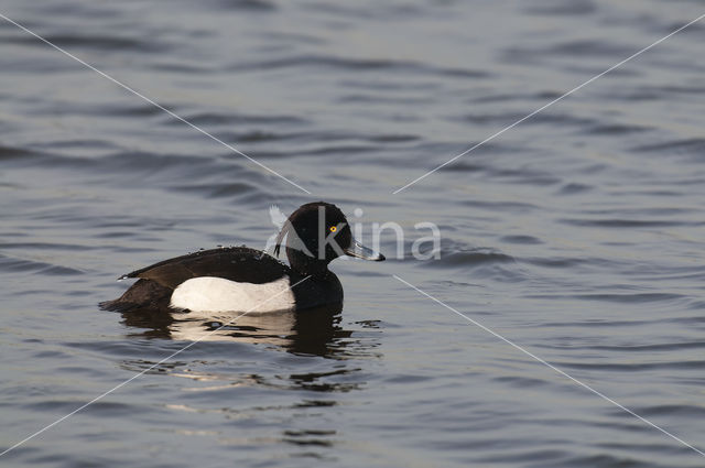 Tufted Duck (Aythya fuligula)