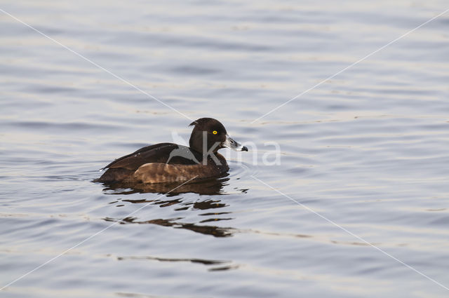 Tufted Duck (Aythya fuligula)