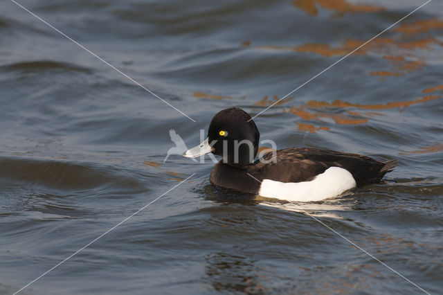 Tufted Duck (Aythya fuligula)