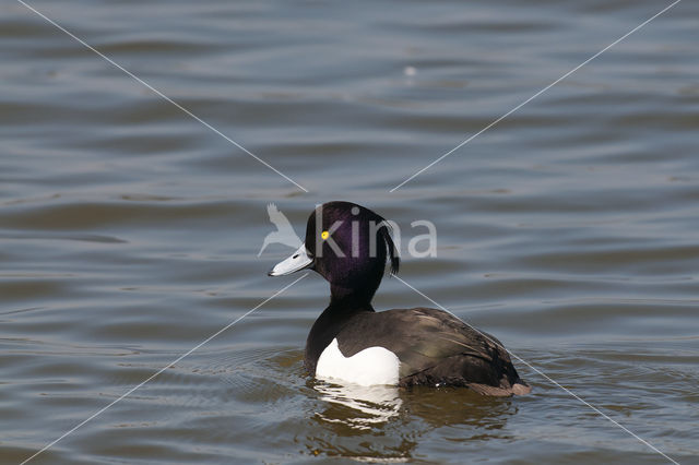 Tufted Duck (Aythya fuligula)