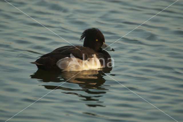 Tufted Duck (Aythya fuligula)