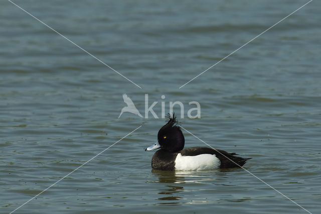 Tufted Duck (Aythya fuligula)