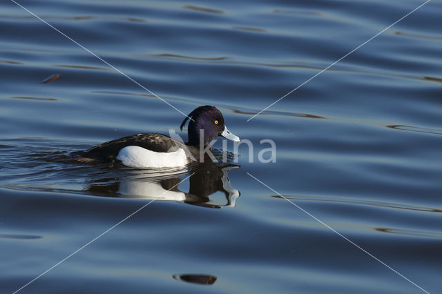 Tufted Duck (Aythya fuligula)