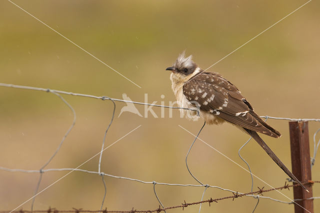 Kuifkoekoek (Clamator glandarius)