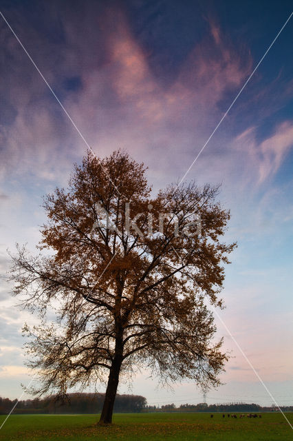 Landgoed Linschoten