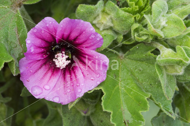 Lavatera arborea