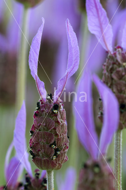 Spanish Lavender (Lavandula stoechas)