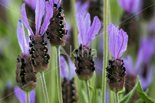Spanish Lavender (Lavandula stoechas)