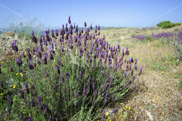 Lavendel