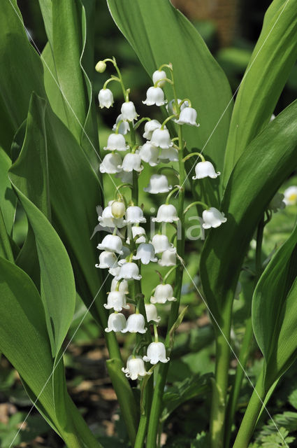 Lily-of-the-valley (Convallaria majalis)