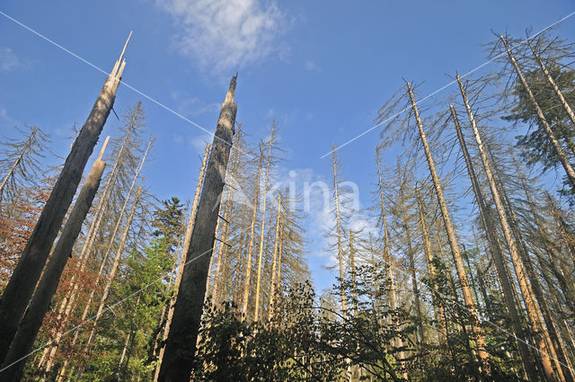 Spruce Bark Beetle (Ips typographus)