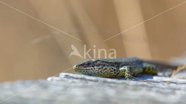 Viviparous Lizard (Zootoca vivipara)