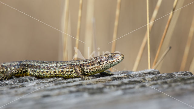 Levendbarende hagedis (Zootoca vivipara)