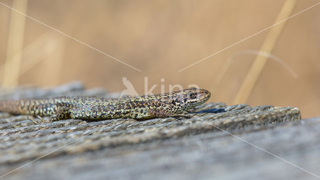 Levendbarende hagedis (Zootoca vivipara)